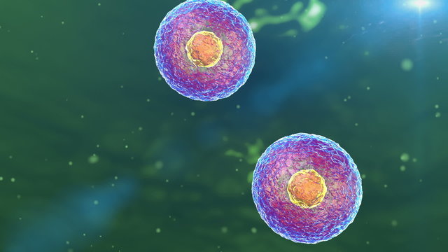 cell division, cell structure