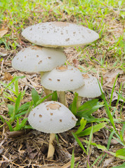 magic mushrooms