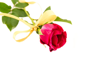 Red roses and yellow ribbons isolated on white background.