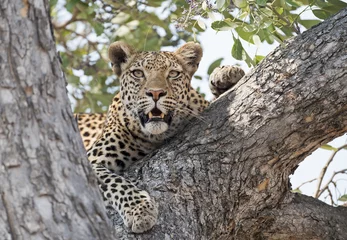 Rolgordijnen Afrika Botswana luipaard in een boom. © 169169