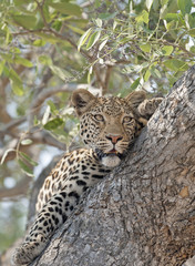 Africa  Botswana leopard in a tree.