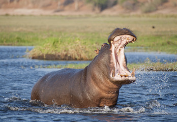 Africa  Botswana angry hippopotamus - obrazy, fototapety, plakaty