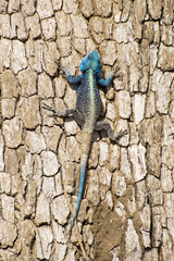 Blue headed Agama Lizard.