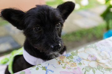 mongrel black dog sitting on wooden chair