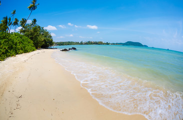 The beach panorama with palm trees