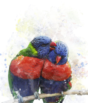 Rainbow Lorikeet Parrots