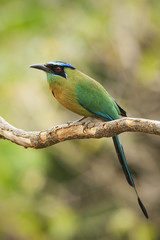 Motmot