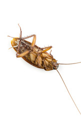 Dead cockroach isolated on a white background.