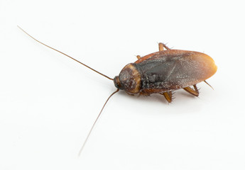 Close up cockroach isolated on white