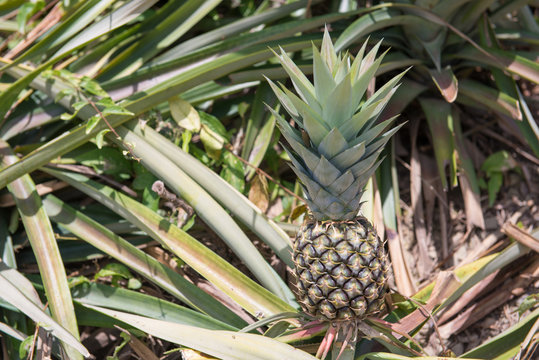 fresh pineapple in garden