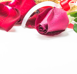 red rose on white background, Valentines Day background