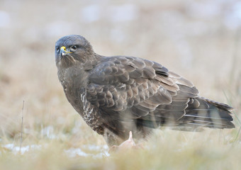 Common buzzard Buteo buteo