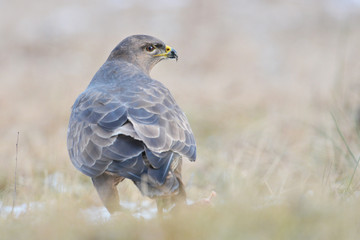 Common buzzard Buteo buteo