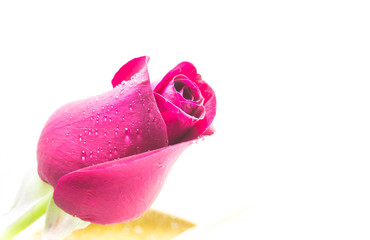 red rose on white background, Valentines Day background