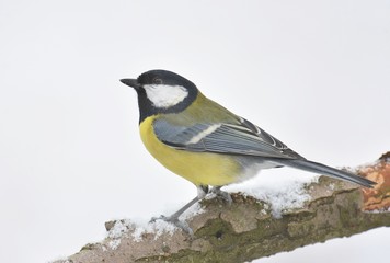 Great tit (Parus major)