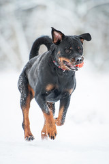 Rottweiler dog playing with a ball in winter