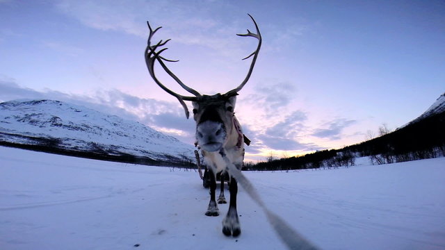 POV Norwegian Sledge Reindeer Animal Working Pet Snow Sunset Landscape 