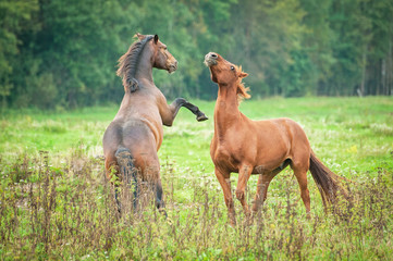 Two young horses playing on the pasture in summer