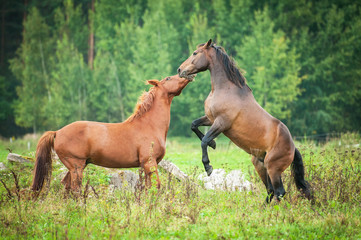 Two young horses playing  on the pasture