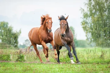 Photo sur Plexiglas Léquitation Two horses running on the pasture in summer