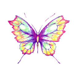 Obraz na płótnie Canvas butterfly424