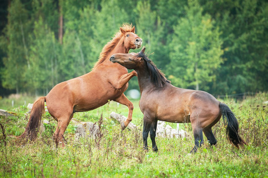 Two young horses playing and rearing up on the pasture