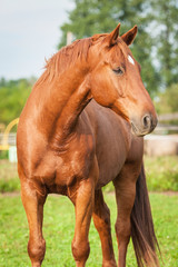 Naklejka na ściany i meble Beautiful red stallion standing on the pasture