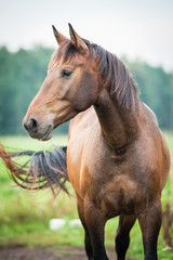 Obraz premium Portrait of bay horse in summer