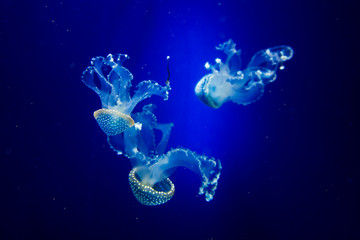 jellyfish in blue water