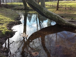 Parco naturale, natura e riflessi © doriber