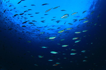 Fototapeta na wymiar Fish school underwater