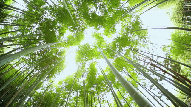 Bamboo rainforest environment sunlight harvest tree Arashiyama Kyoto 