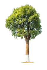green camphor tree