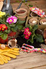 Flower bulbs, pots on wooden table