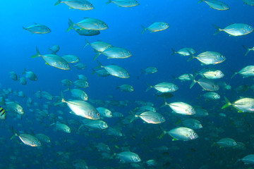 Fish school underwater