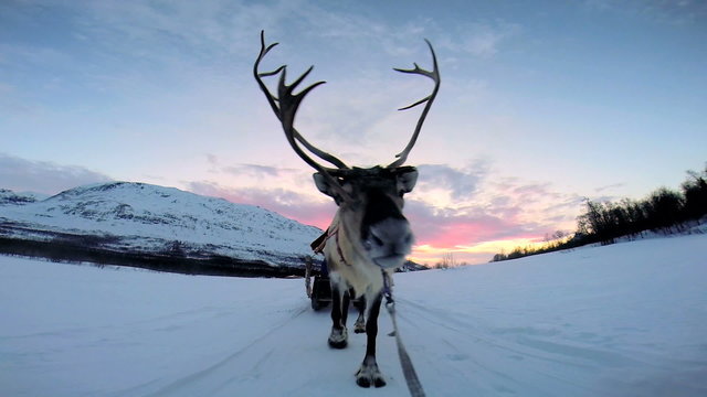 POV Sledge Reindeer animal working pet snow covered  sunset Norway Scandinavia