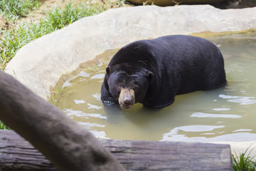 Picture of Malayan sun bear