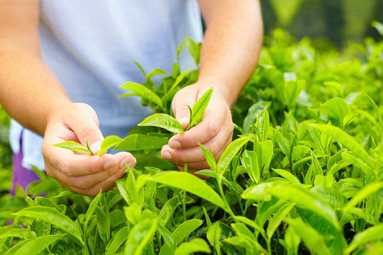 closeup of man's hands harvesting tea leaves