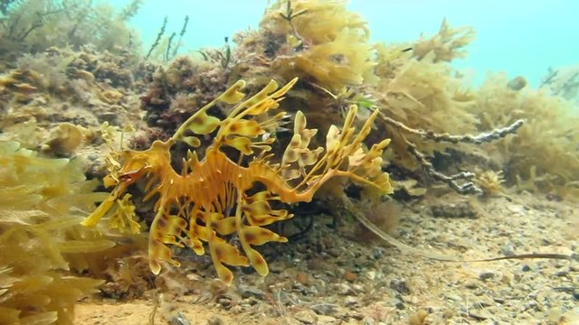 Leafy Seadragon