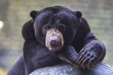 Picture of Malayan sun bear