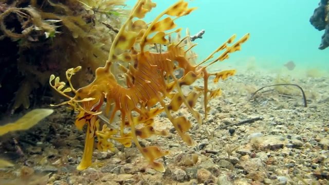 Leafy Seadragon