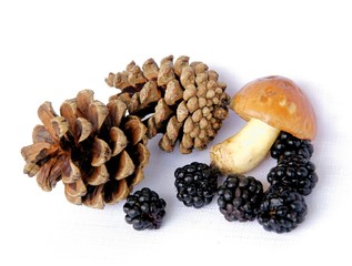 grants from forest
