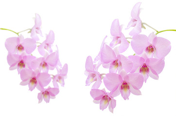 Fototapeta na wymiar Pink orchid flower on white background
