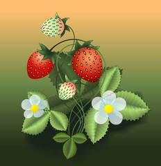Vector illustration of strawberry bush