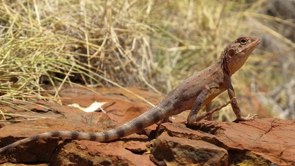 Lizard