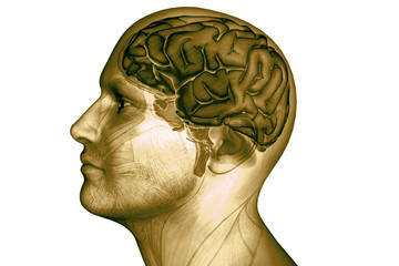 Digital illustration human brain