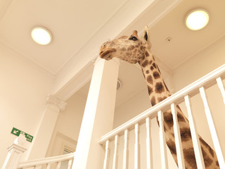 Giraffe in Office