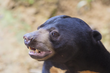 Picture of Malayan sun bear