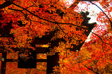 秋の京都 - 76972339