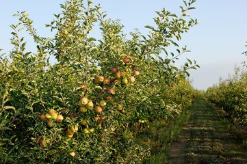 Fototapeta na wymiar Apple Garden; bunch of apples on apple trees branches